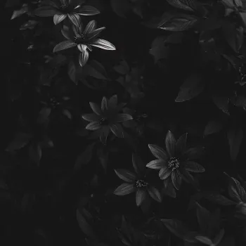 Flower PFP Black