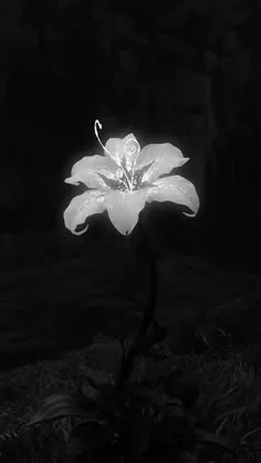 Flower PFP Black