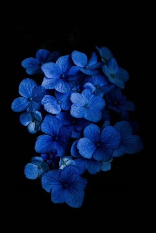 Flower PFP Blue