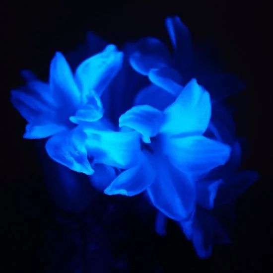 Flower PFP Blue