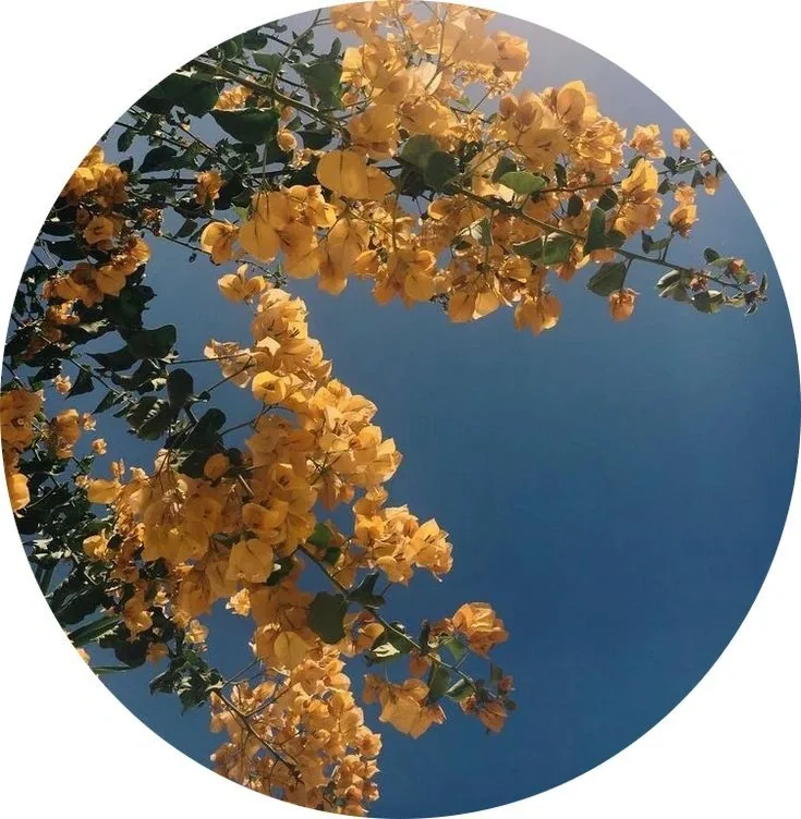 Flower PFP For Instagram