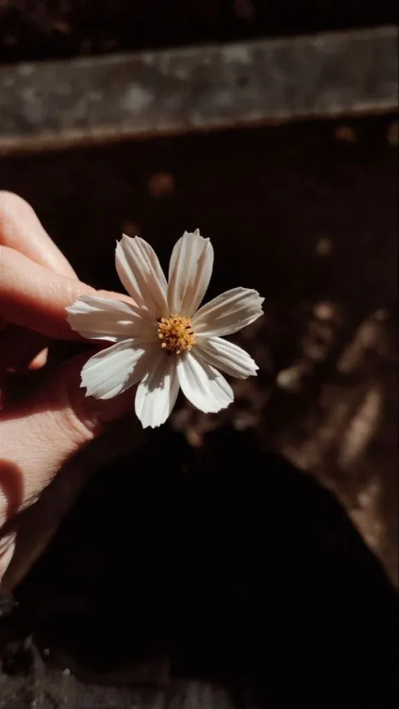 Flower PFP For Instagram