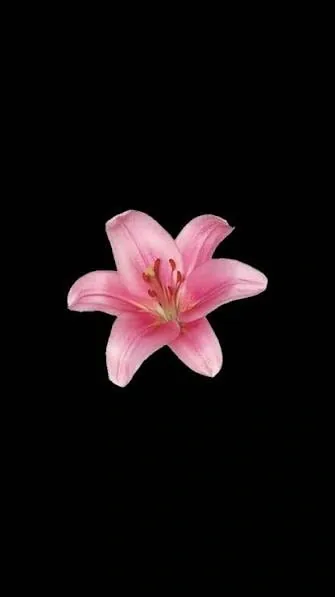 Flower PFP For Instagram