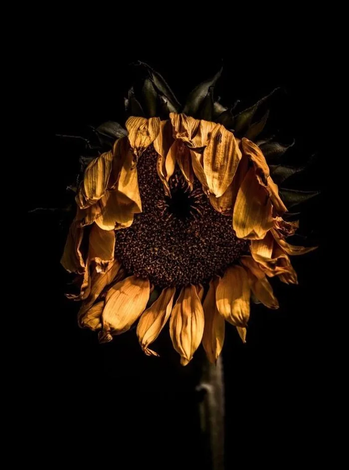Flower PFP For Instagram