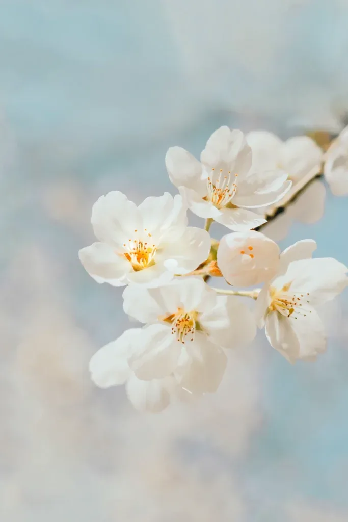 Flower PFP Pinterest