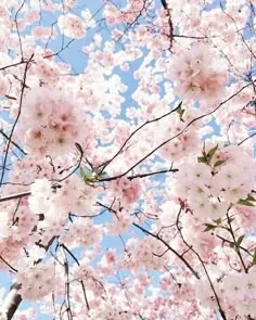Flower PFP Pinterest