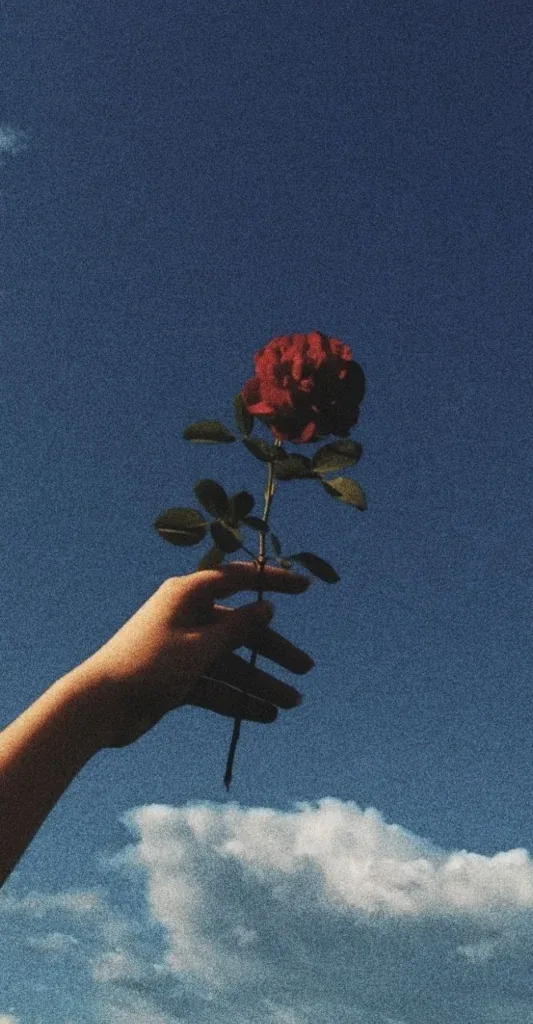 Flower PFP Rose