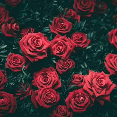 Flower PFP Rose