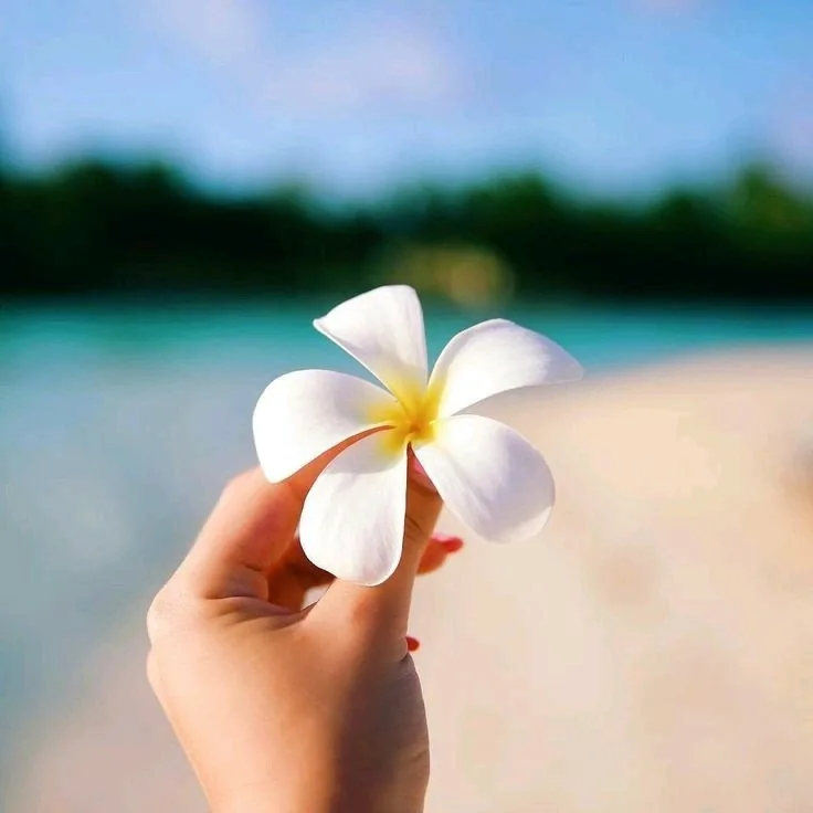 Flower PFP TikTok