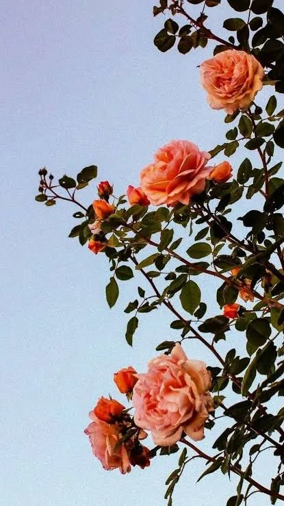 Flower PFP Wallpaper