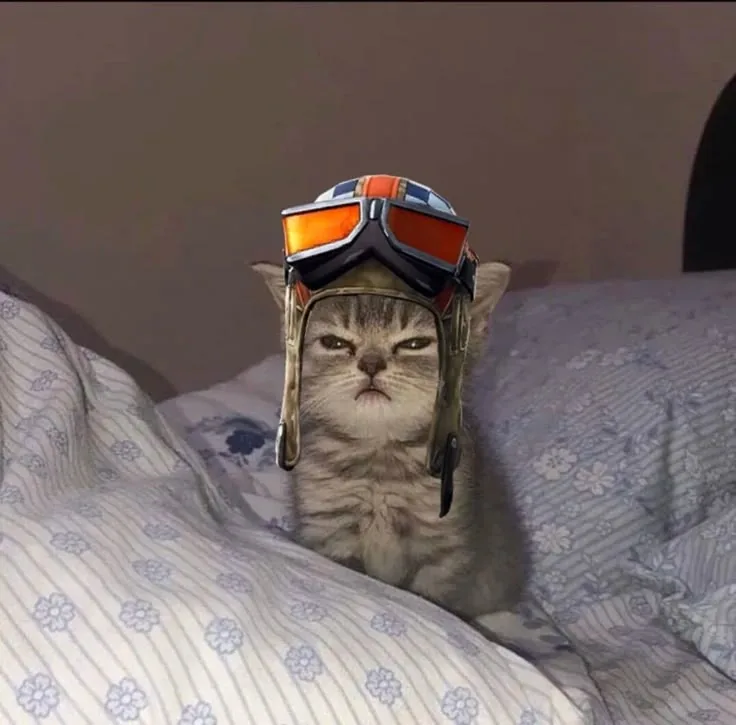 Fortnite PFP Cat