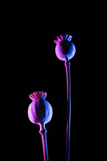 Opium PFP HD