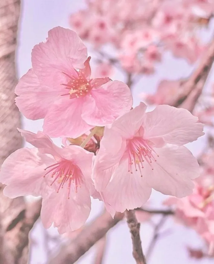 Pink Aesthetic Flower PFP