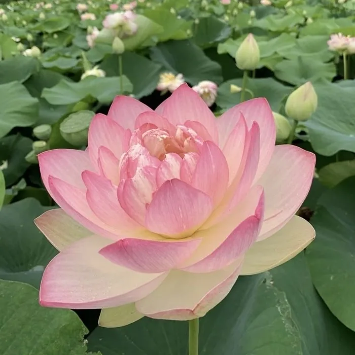 Pink Aesthetic Flower PFP