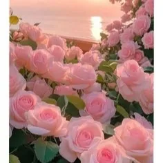 Pink Flower PFP