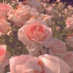 Pink Flower PFP