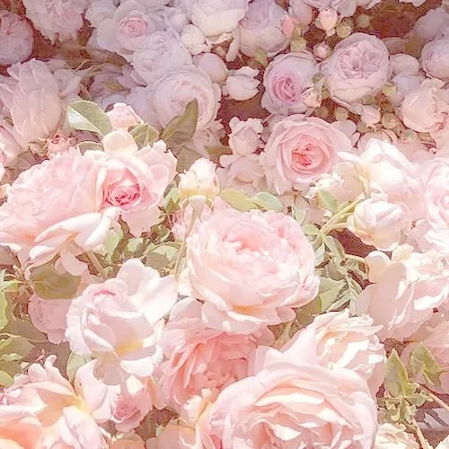 Pink Flower PFP