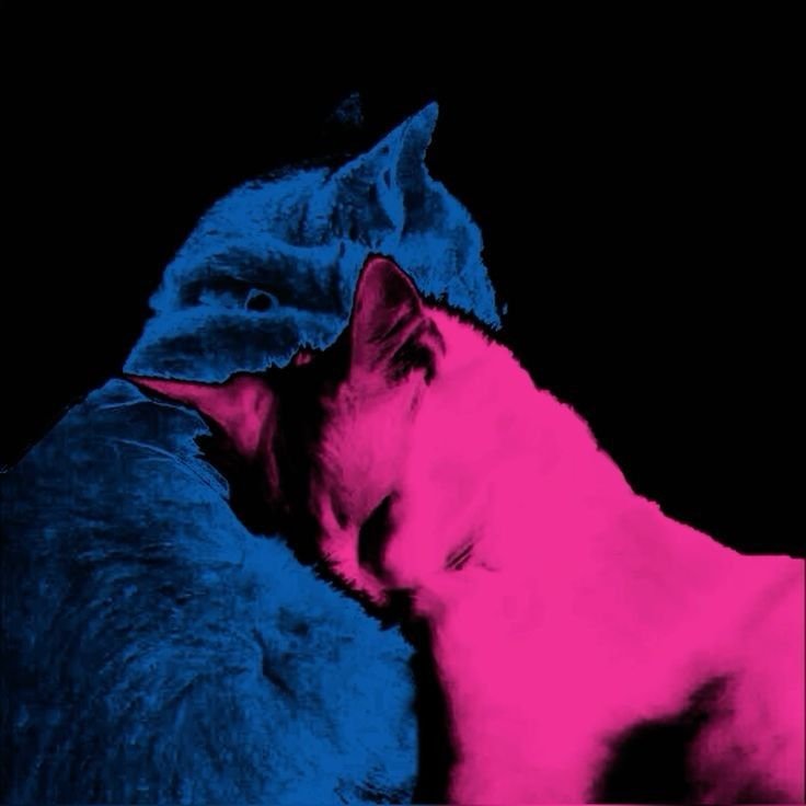 tv girl pfp cat