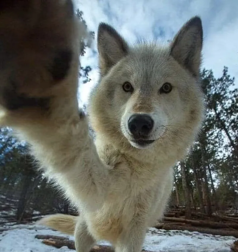 Wolf Pfp