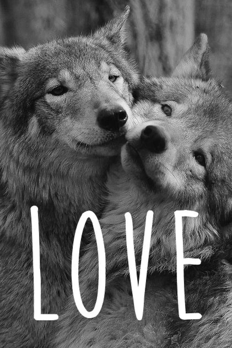 Wolf Pfp