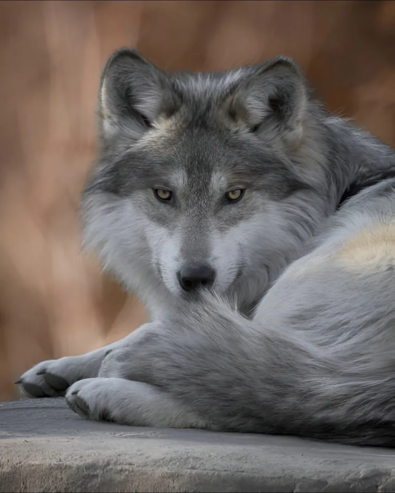 Wolf Pfp