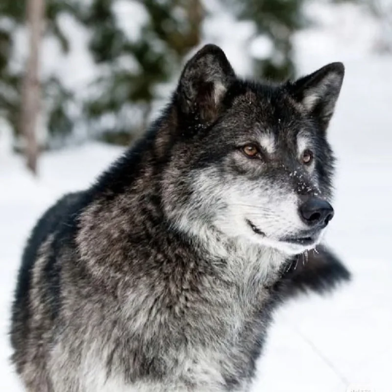 Wolf Pfp