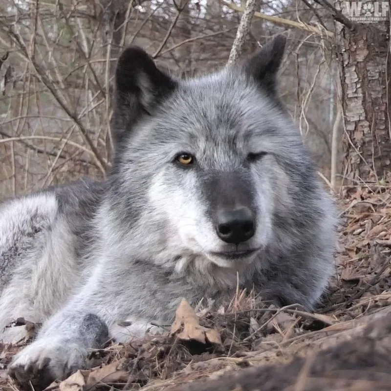 Wolf Pfp