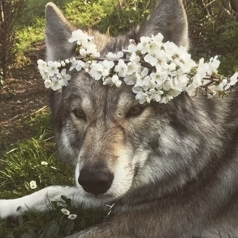 Wolf Pfp