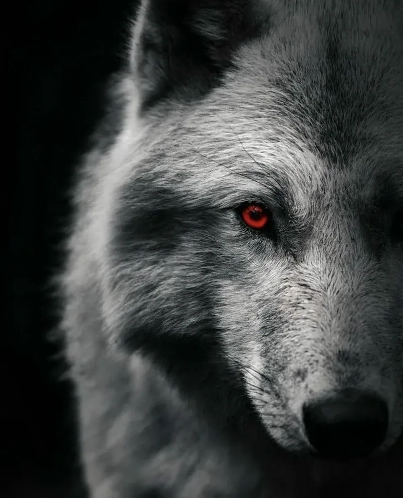 Wolf Pfp